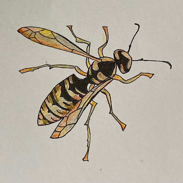 an illustration of a Hornet by Jennifer (Smith) Sanderson '66
